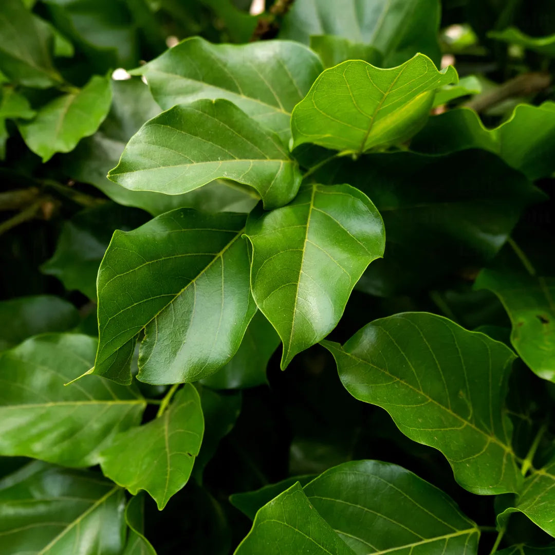Buy Millettia Pinnata - Plant Online at Lalitenterprise