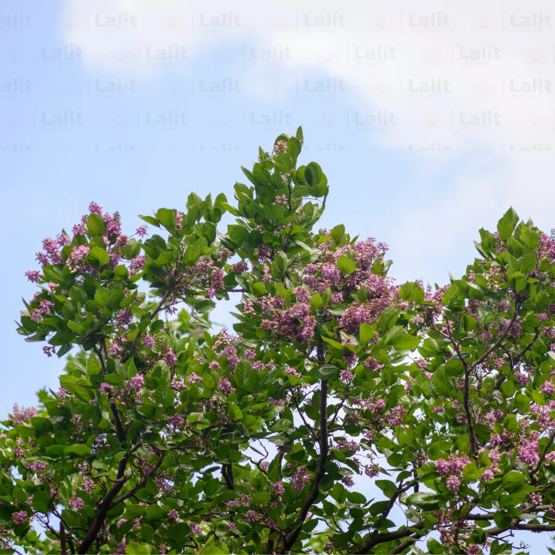 Buy Karanja - Plant Online at Lalitenterprise