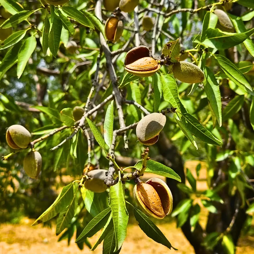 Buy Kashmiri Badam - Plant Online at Lalitenterprise