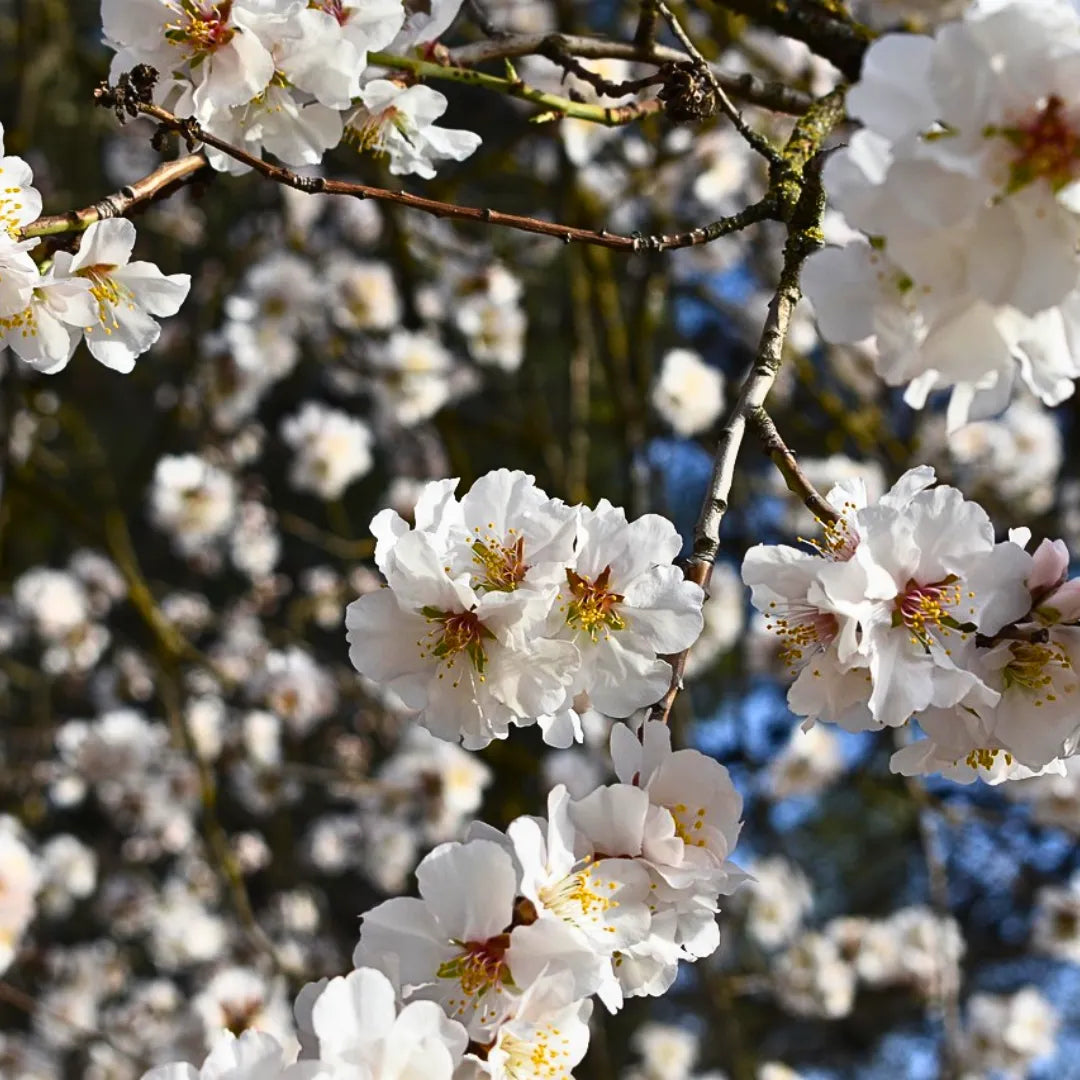 Buy Kashmiri Almond - Plant Online at Lalitenterprise