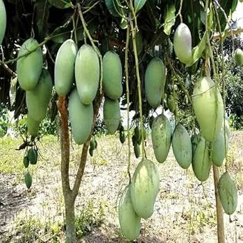 Buy Katimon Mango Plant Online at Lalitenterprise