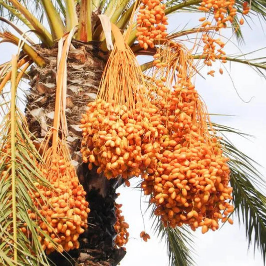 Buy Best Palm Fruit Plant - Lalit Enterprise