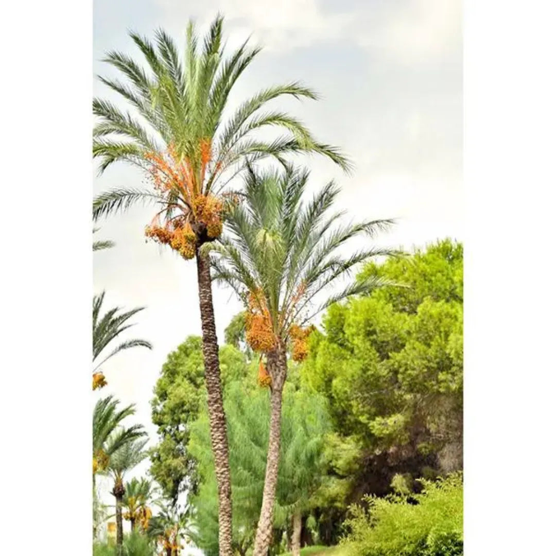 Khajur (Phoenix Dactylifera) "Date Palm" - Plant