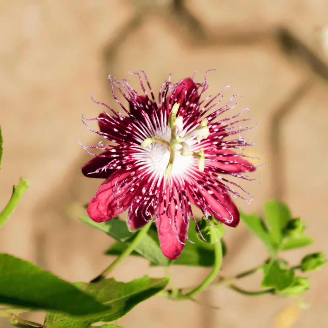 Krishnakamal, Passiflora, Passion Flower (Pink)
