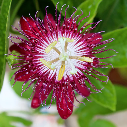 Buy Passiflora, Passion Flower (Pink) - Plant Online at Lalitenterprise