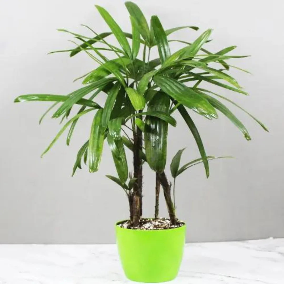 Buy Lady Finger Palm - Plant Online at Lalitenterprise