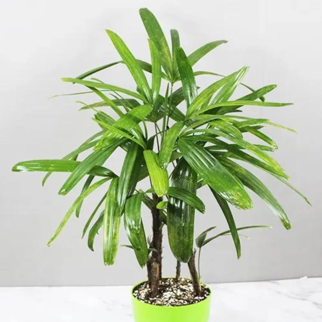 Buy Bamboo Palm - Plant Online at Lalitenterprise