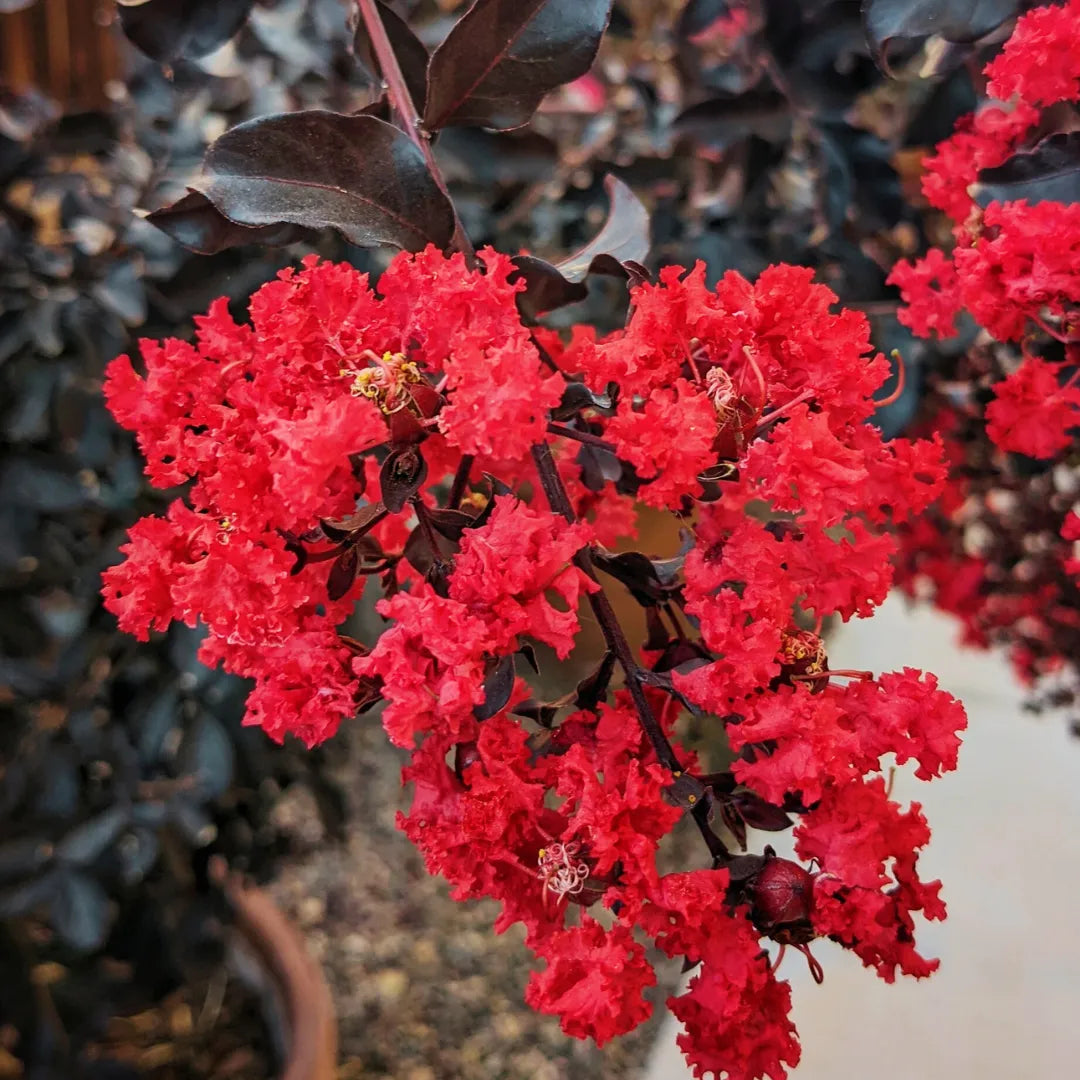 Buy Lagerstroemia "Red" Plant Online at Lalitenterprise