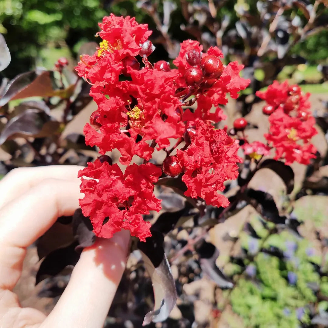 Buy Crape Myrtle Black Diamond (Red) Flower Plant Online at Lalitenterprise
