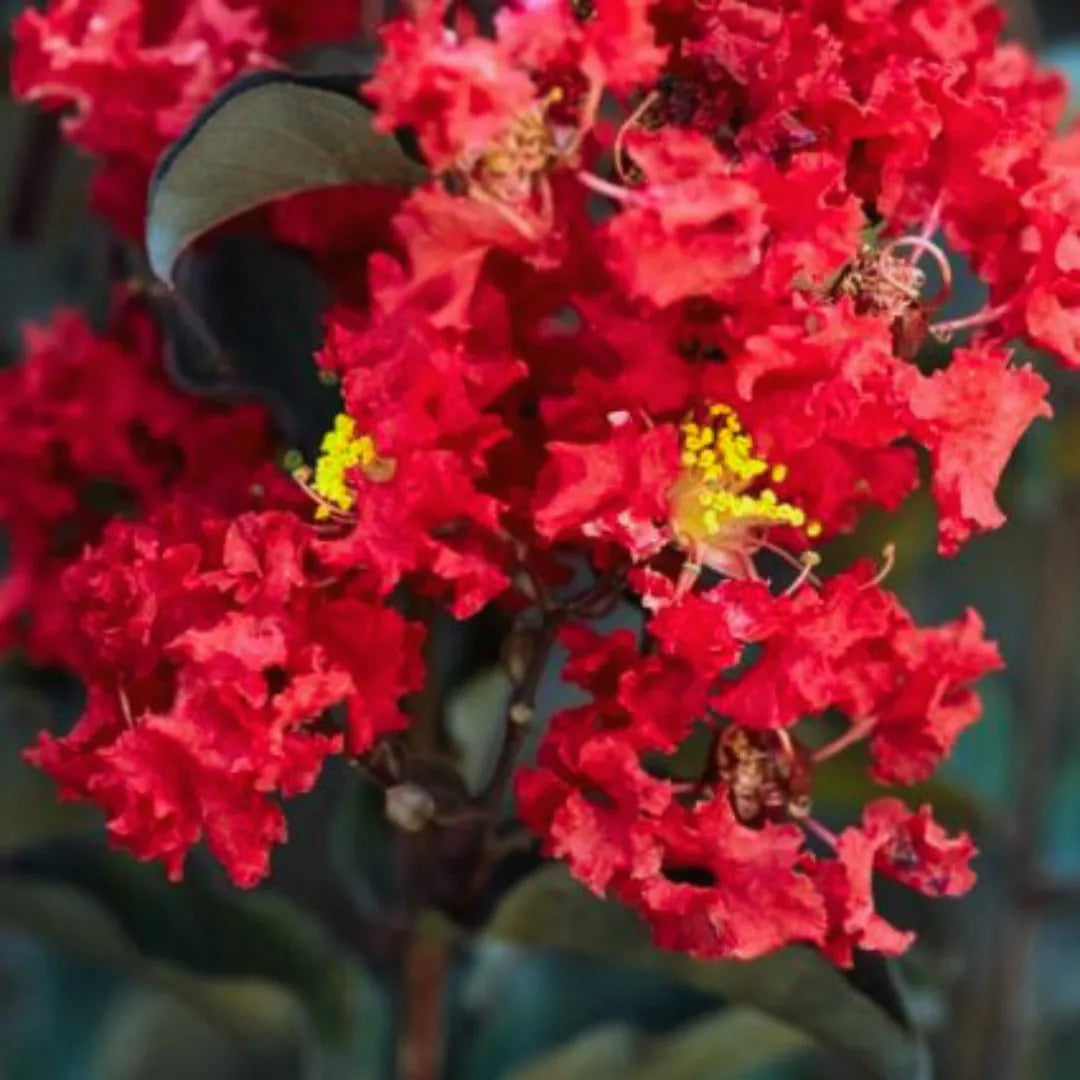 Buy Lagerstroemia " Red" Flower Plant Online at Lalitenterprise