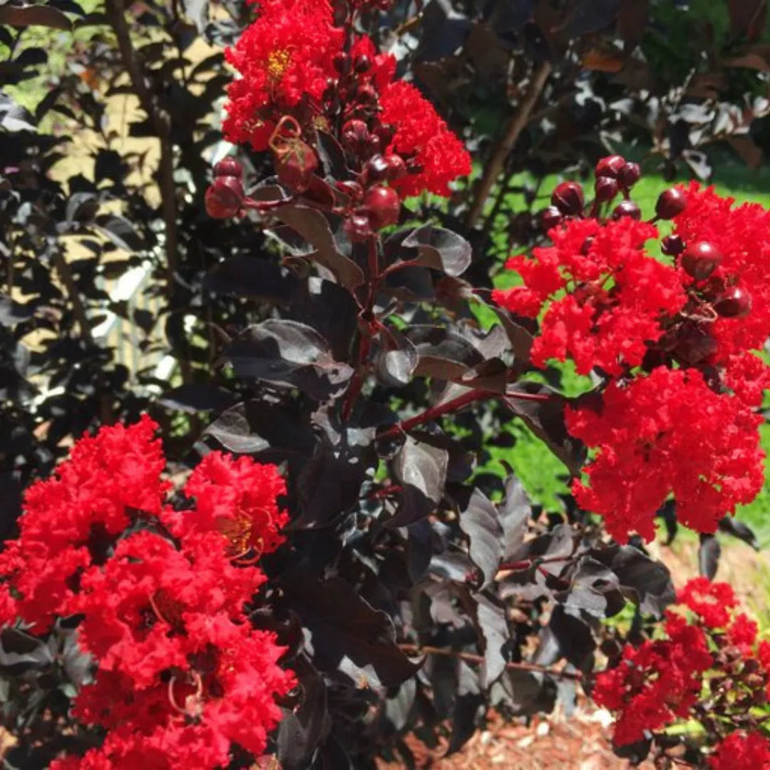 Buy Lagerstroemia "Red" Plant Online at Lalitenterprise