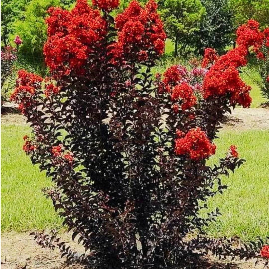 Buy Crape Myrtle Black Diamond (Red) Busy Plant Online at Lalitenterprise