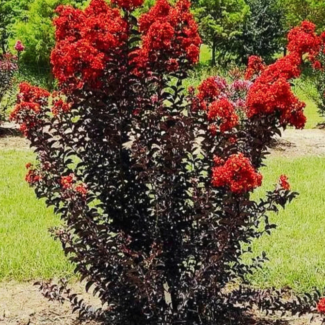 Buy Crape Myrtle Black Diamond (Red) Busy Plant Online at Lalitenterprise