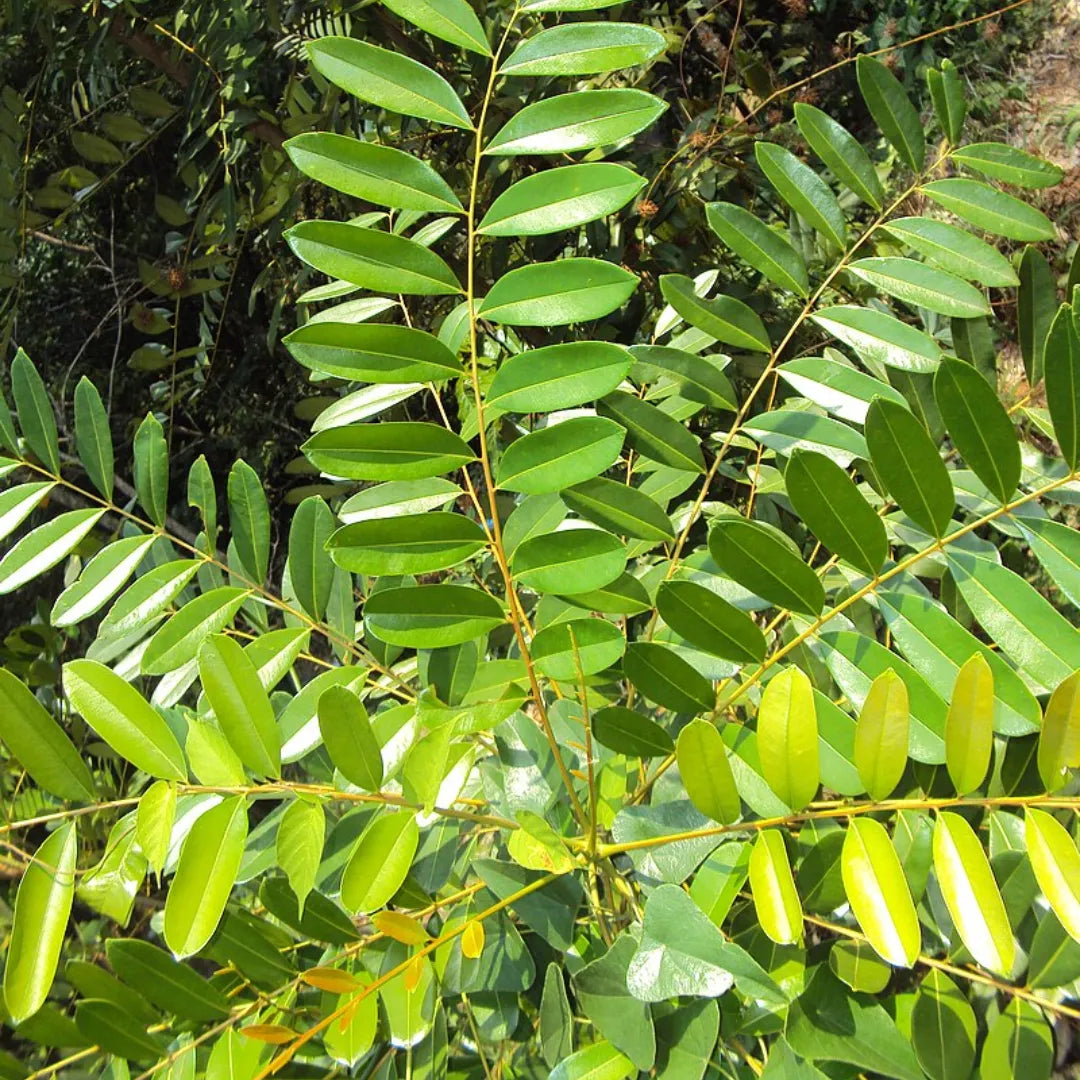 Buy Laxmi Taru (Simarouba Glauca) "Paradise Tree" - Plant Online at Lalitenterprise