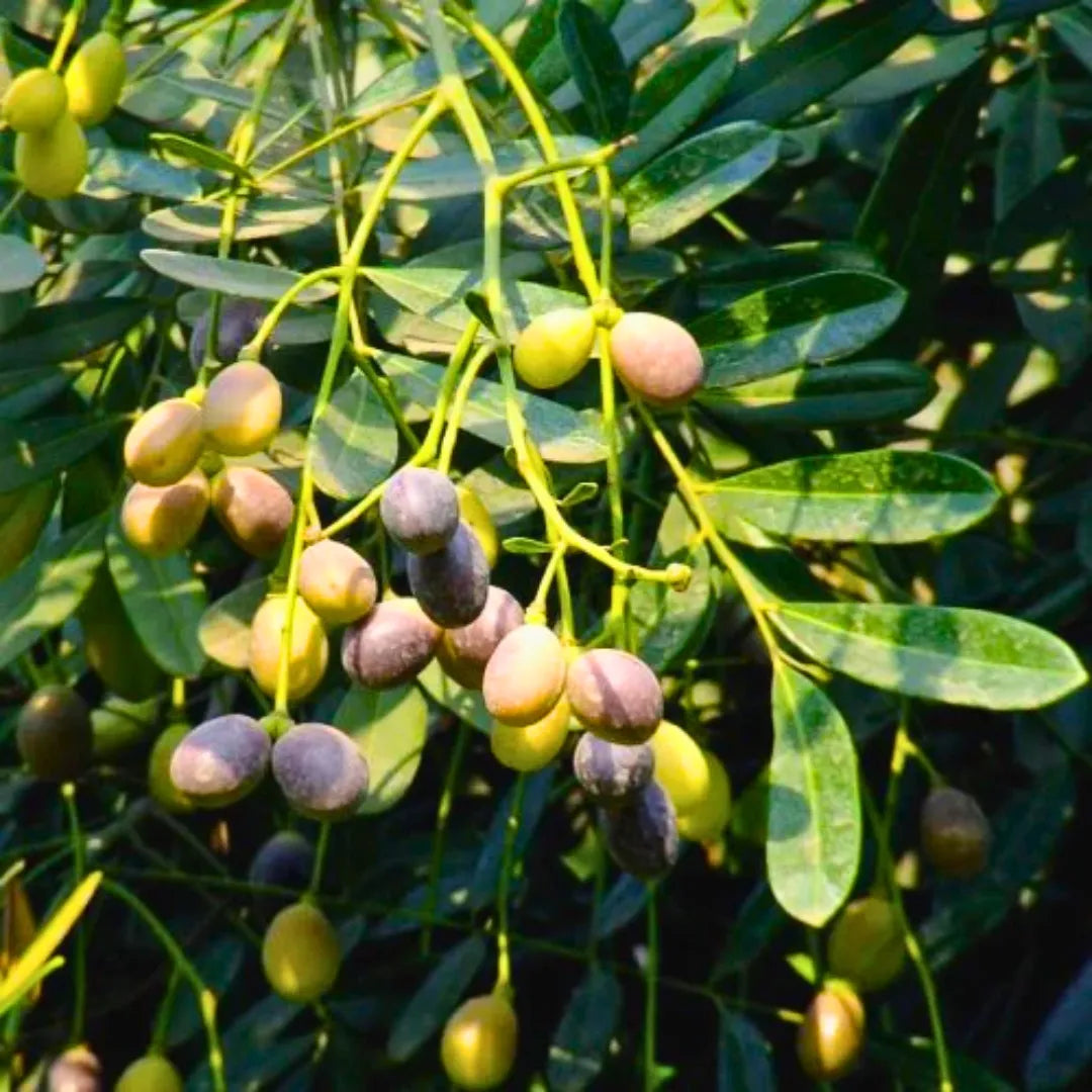 Buy (Simarouba Glauca) "Paradise Tree" - Plant Online at Lalitenterprise