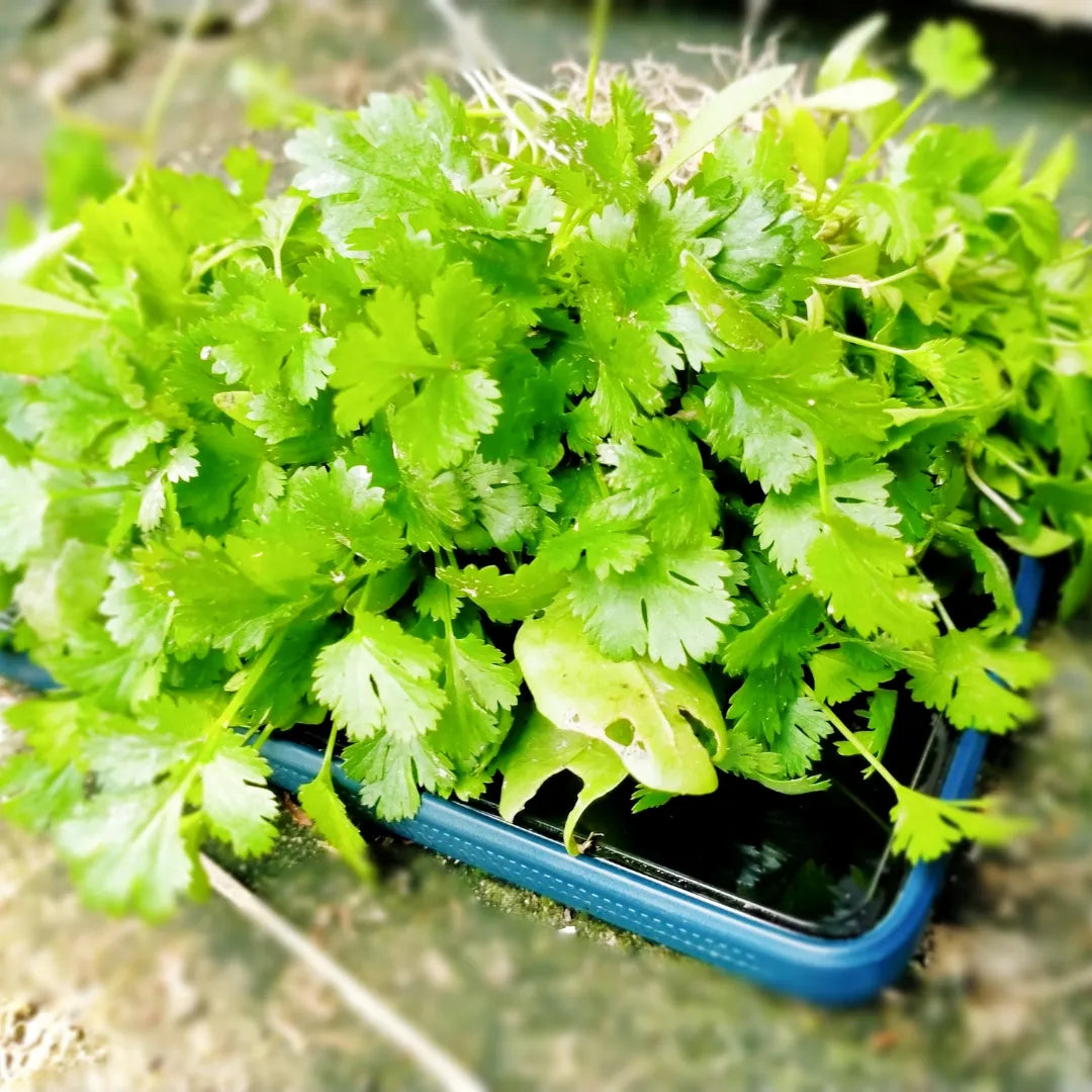 Buy Coriander Vegetable Seeds for Terrace Gardening Online at Lalitenterprise