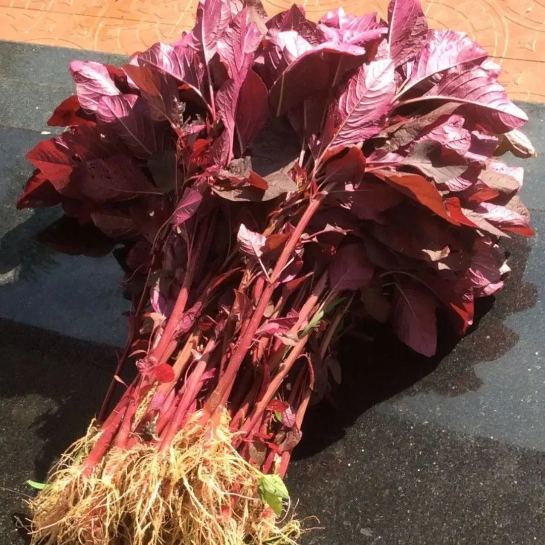 Buy Lal Bhaji Vegbhaetable Seeds for Terrace Gardening Online at Lalitenterprise