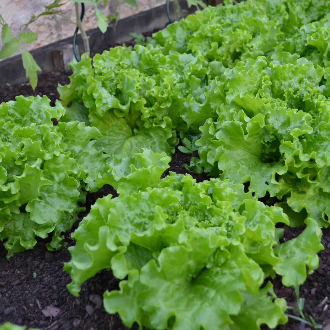Buy Lettuce Vegetable Seeds for Terrace Gardening Online at Lalitenterprise