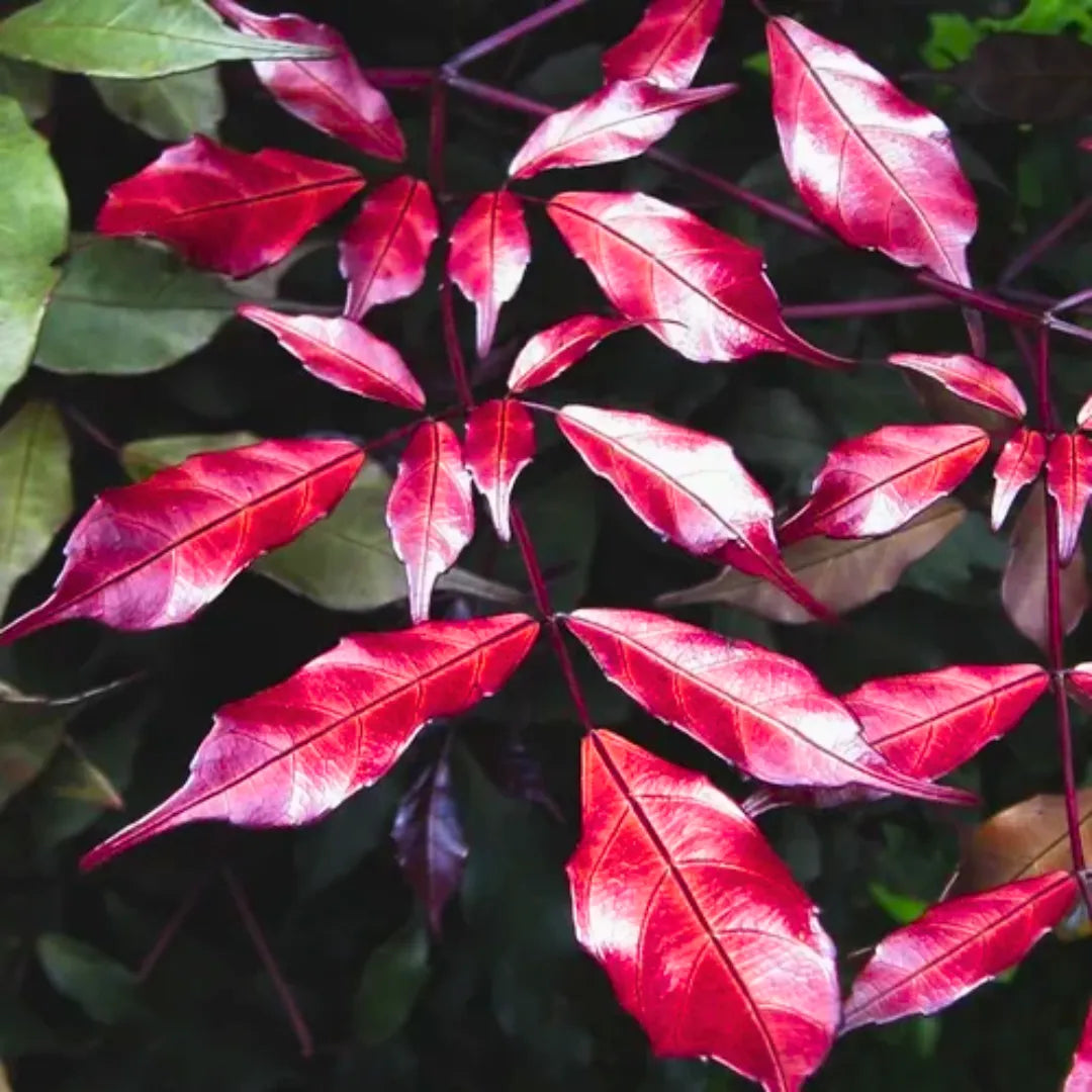 Buy Leea Coccinea Rubra, "Burgundy Leea" - Plant Online at Lalitenterprise