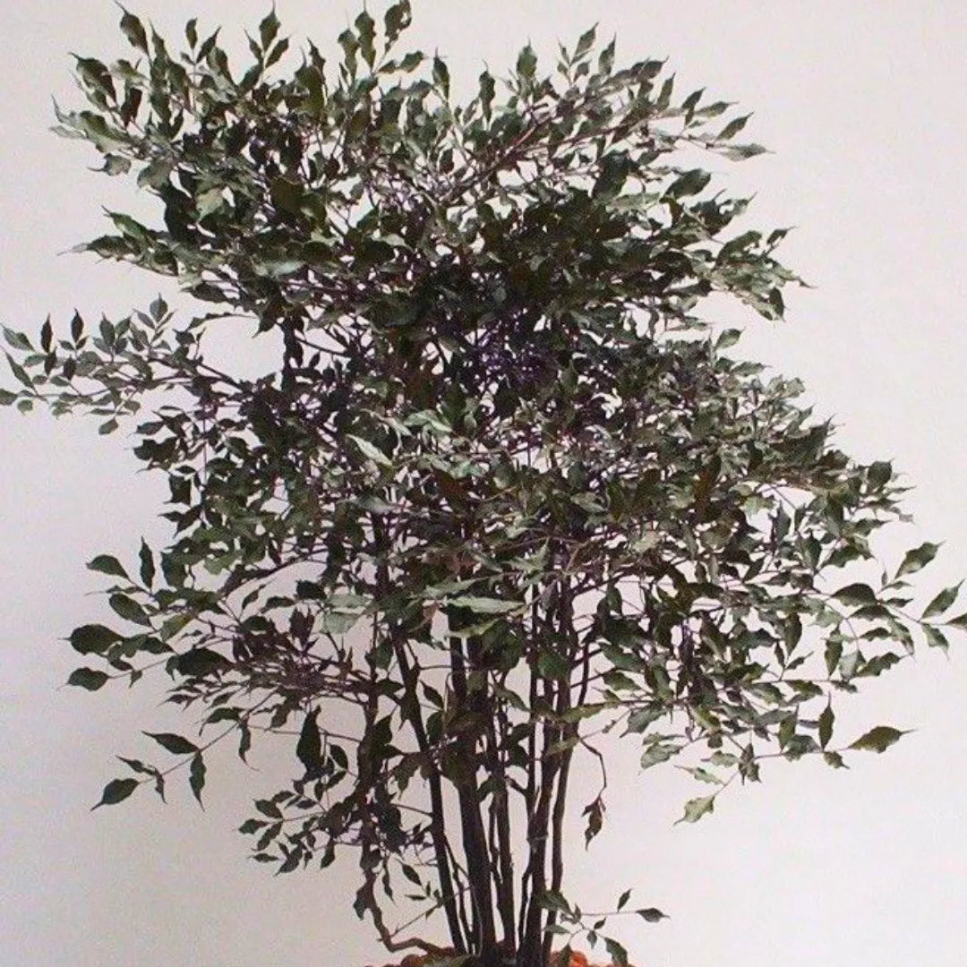 Buy "Burgundy Leea" - Plant Online at Lalitenterprise