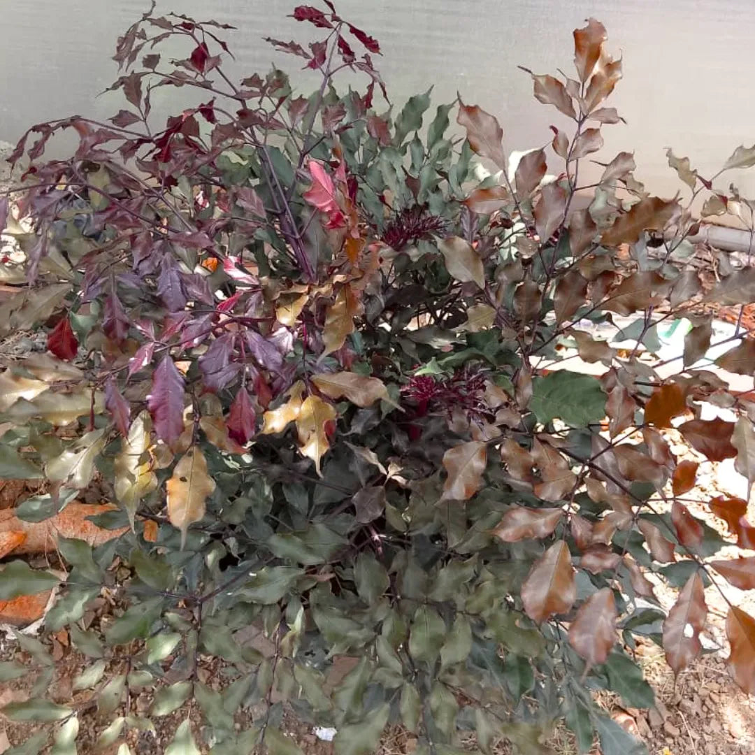 Buy Leea Coccinea Rubra - Plant Online at Lalitenterprise