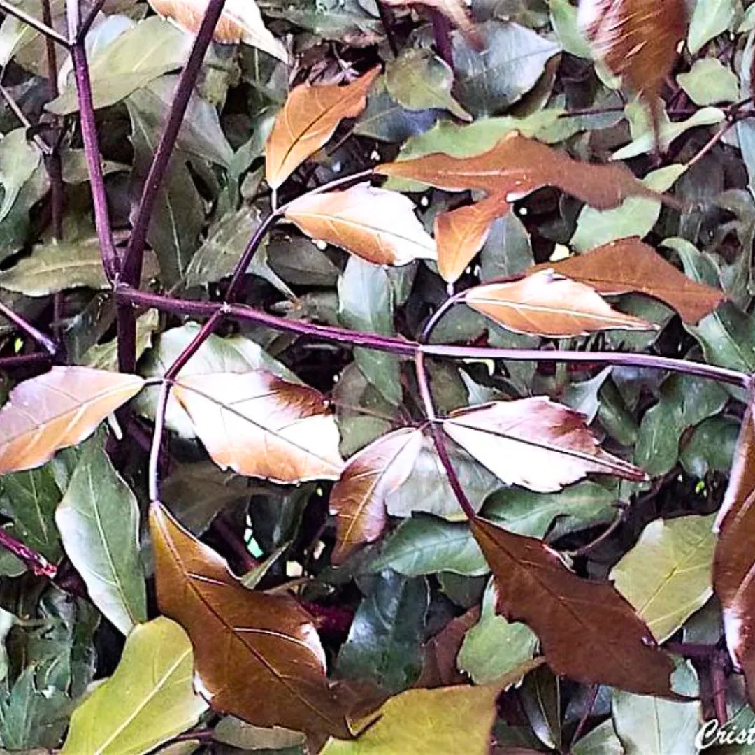 Buy Leea Coccinea Rubra, "Burgundy Leea" - Plant Online at Lalitenterprise