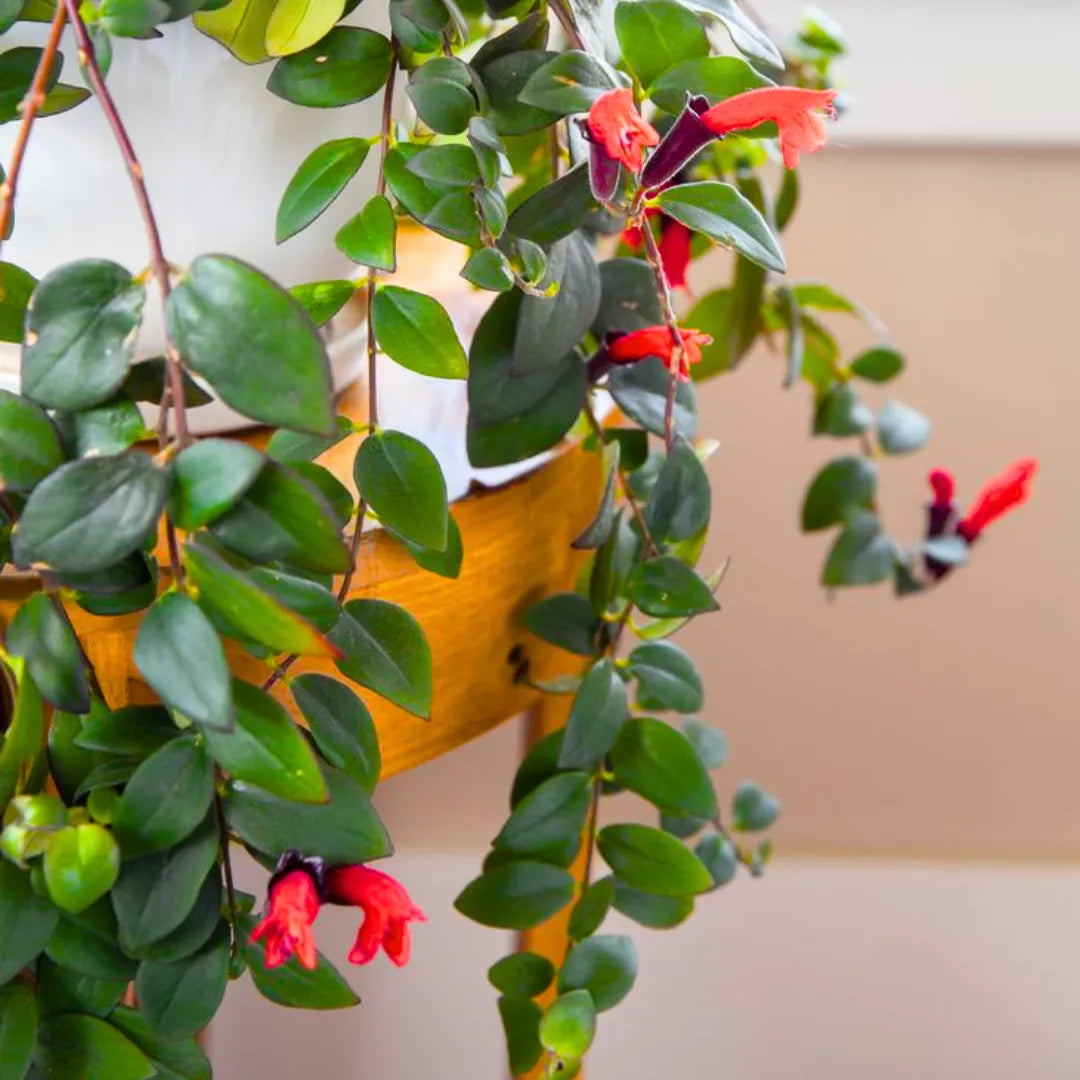 buy hanging plants online Lipstick Hanging (Aeschynanthus Radicans)