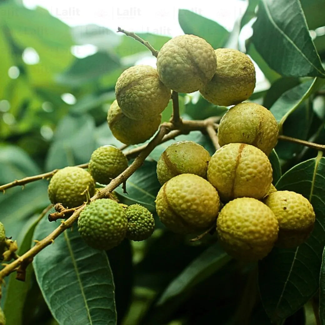 Buy Dimocarpus Longan - Plant Online at Lalitenterprise