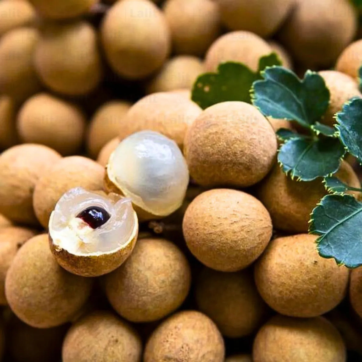 Buy Dimocarpus Longan - Plant Online at Lalitenterprise