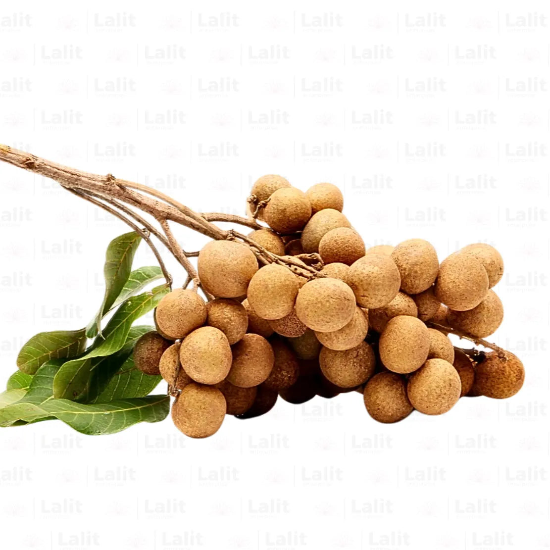 Buy Longan "Dragon's Eye"- Plant Online at Lalitenterprise