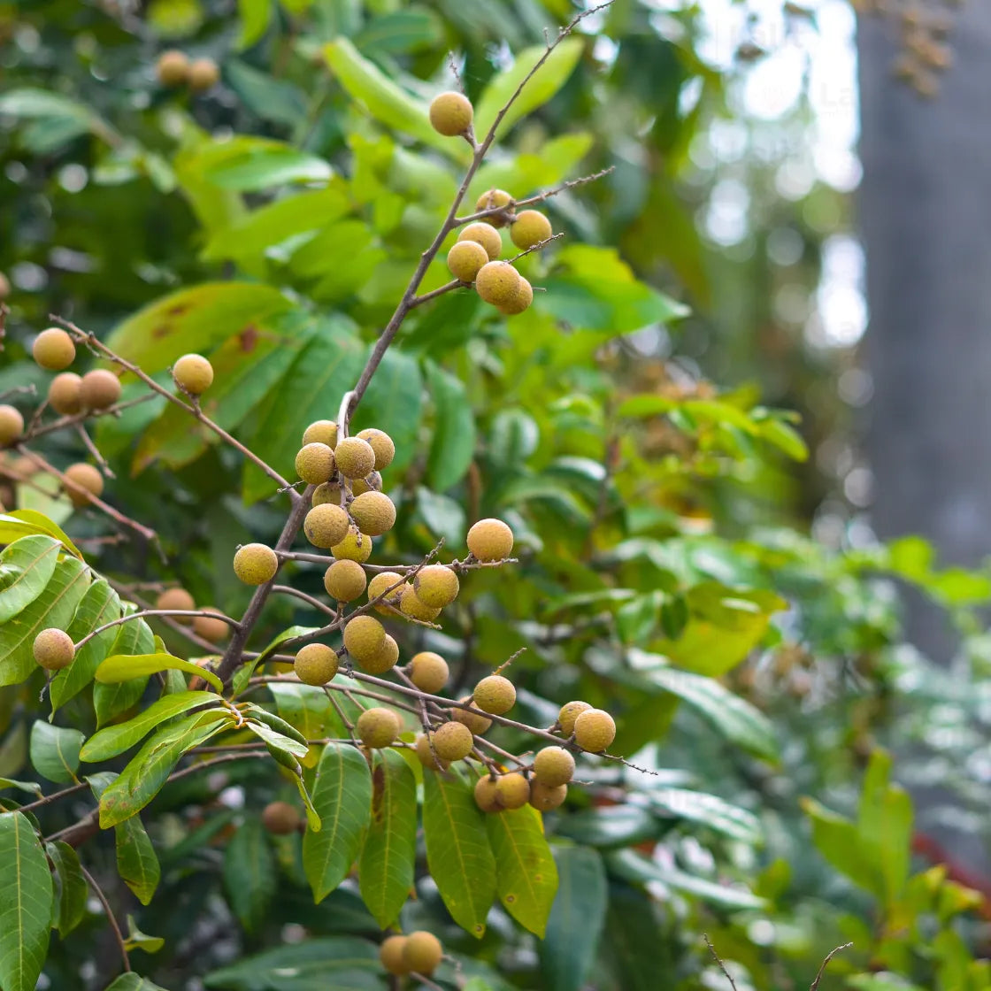 Buy Longan (Dimocarpus Longan) "Dragon's Eye" - Plant Online at Lalitenterprise