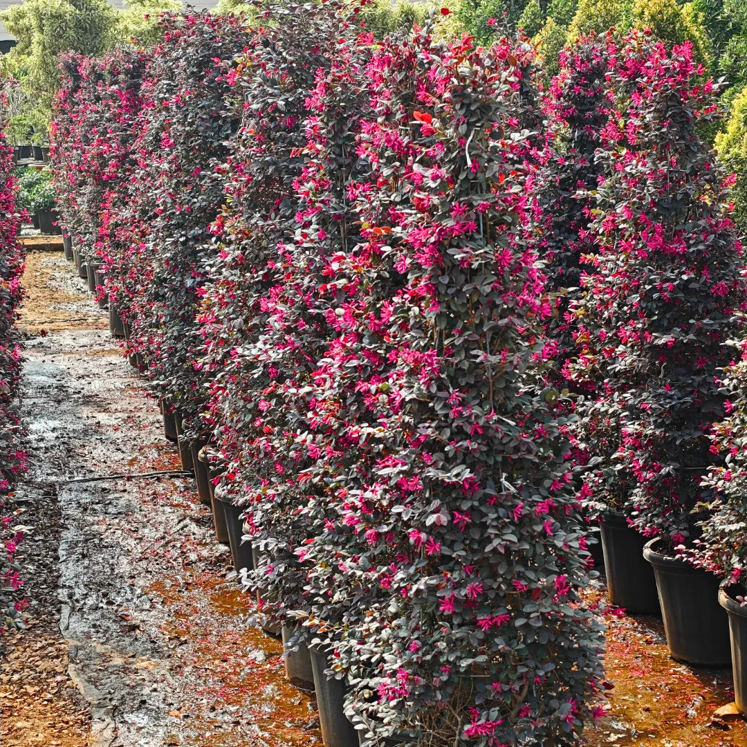 Buy "Cone Shape" Chinese Fringe Flower - Plant Online at Lalitenterprise