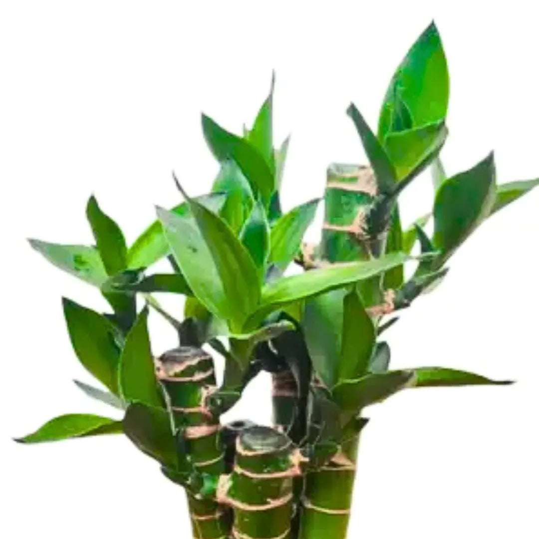 Buy Dracaena Sanderian - Plant Online at Lalitenterprise