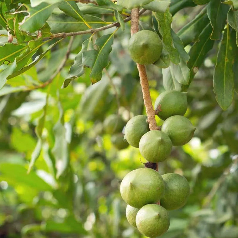 Buy Macadamia Grafted (Macadamia Integrifolia) - Plant Online at Lalitenterprise