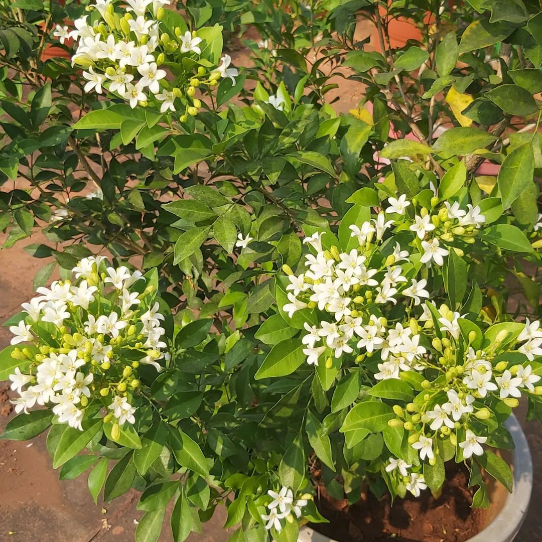 Buy Madhukamini (Murraya Paniculata) - Plant Online at Lalitenterprise