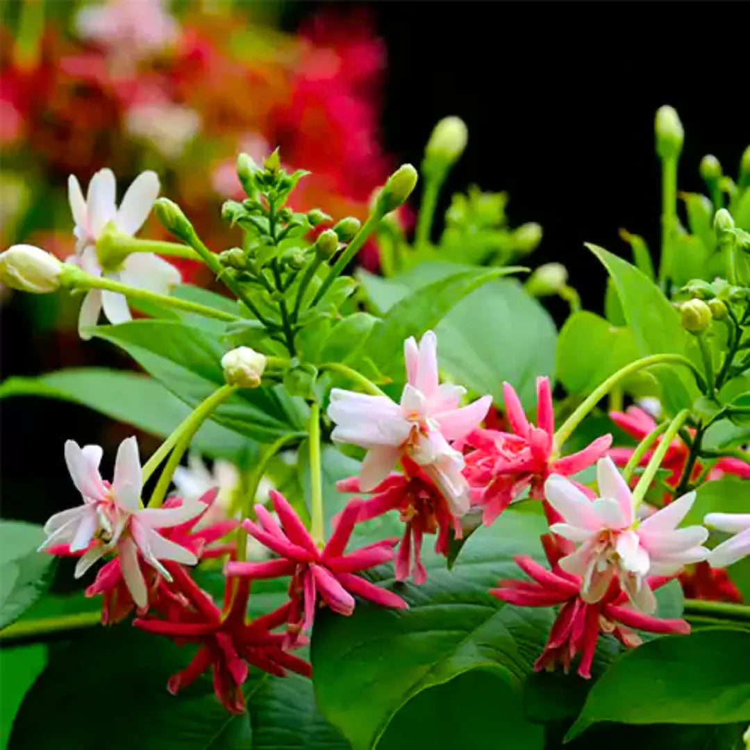 Buy Madhumalti Dwarf "Double Petal" - Plant Online at Lalitenterprise