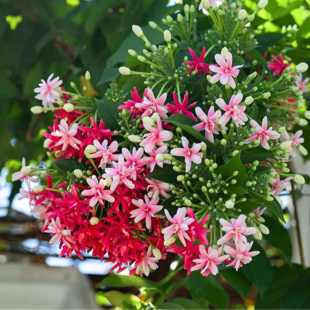 Buy Madhumalti Dwarf "Double Petal" - Plant Online at Lalitenterprise