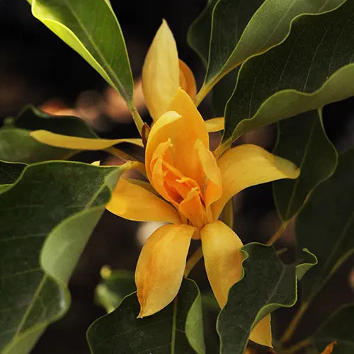 Buy Magnolia Champaca (Swarn Champaa) - Plant Online at Lalitenterprise