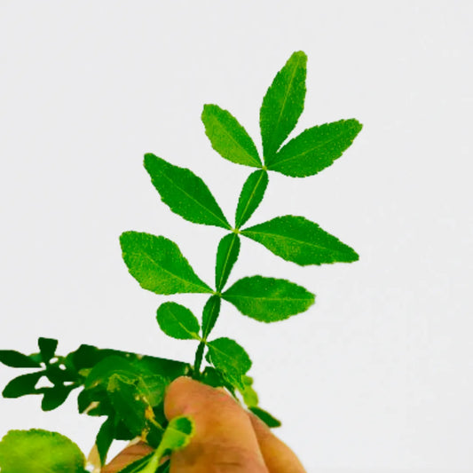 Buy Mahavillam Bel Patra Plant Online at Lalitenterprise