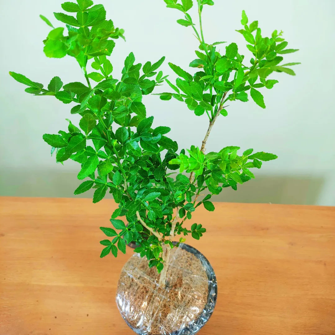 Buy Mahavillam Bel Patra Plant Online at Lalitenterprise