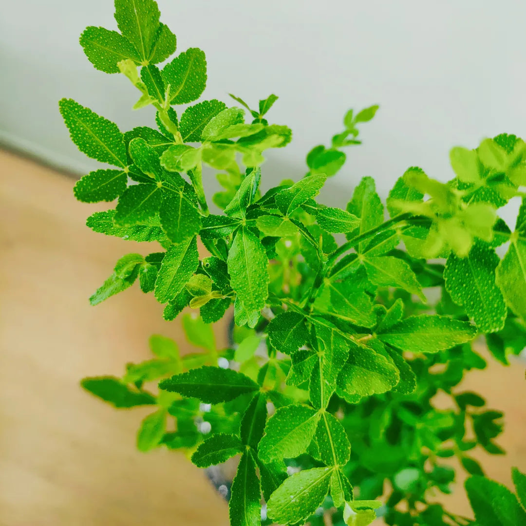 Buy Mahavillam Bel Patra Foliage Plant Online at Lalitenterprise