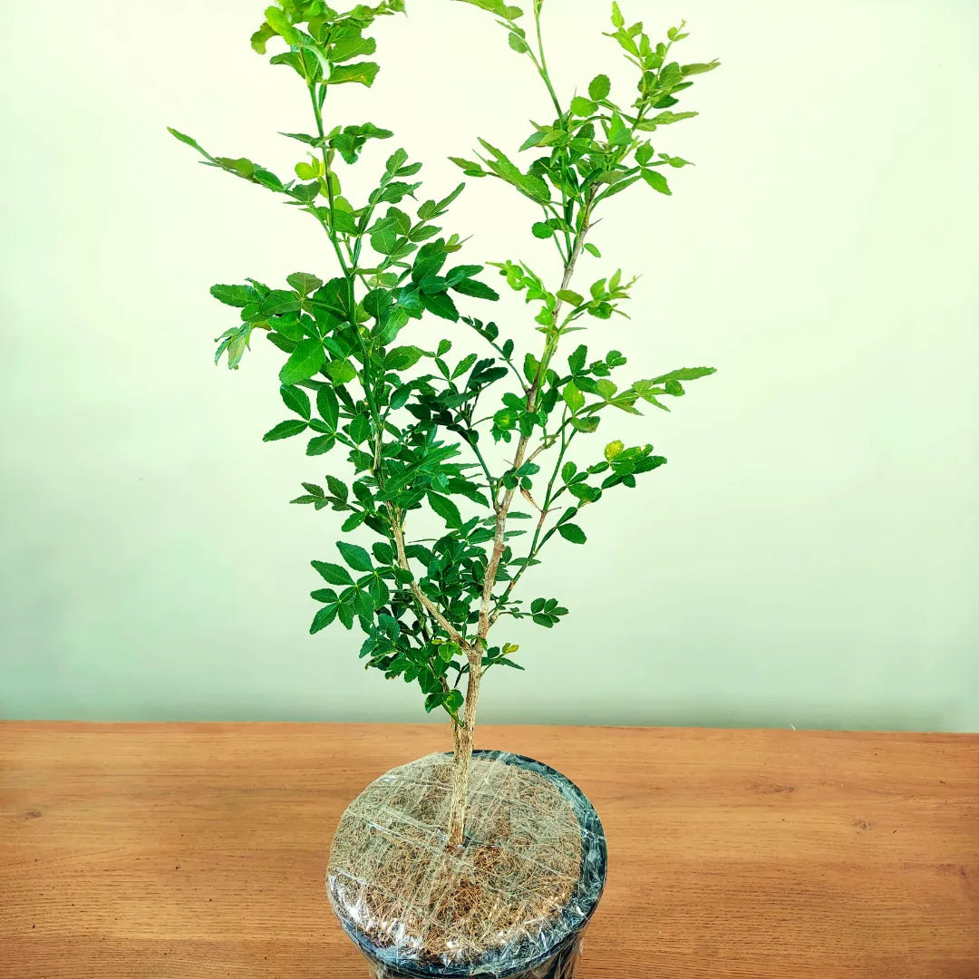 Buy Aegle marmelos - Plant Online at Lalitenterprise