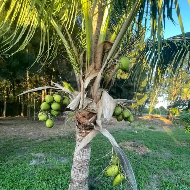 Buy Malaysian Dwarf Coconut (Cocos Nucifera) - Plant Online at Lalitenterprise