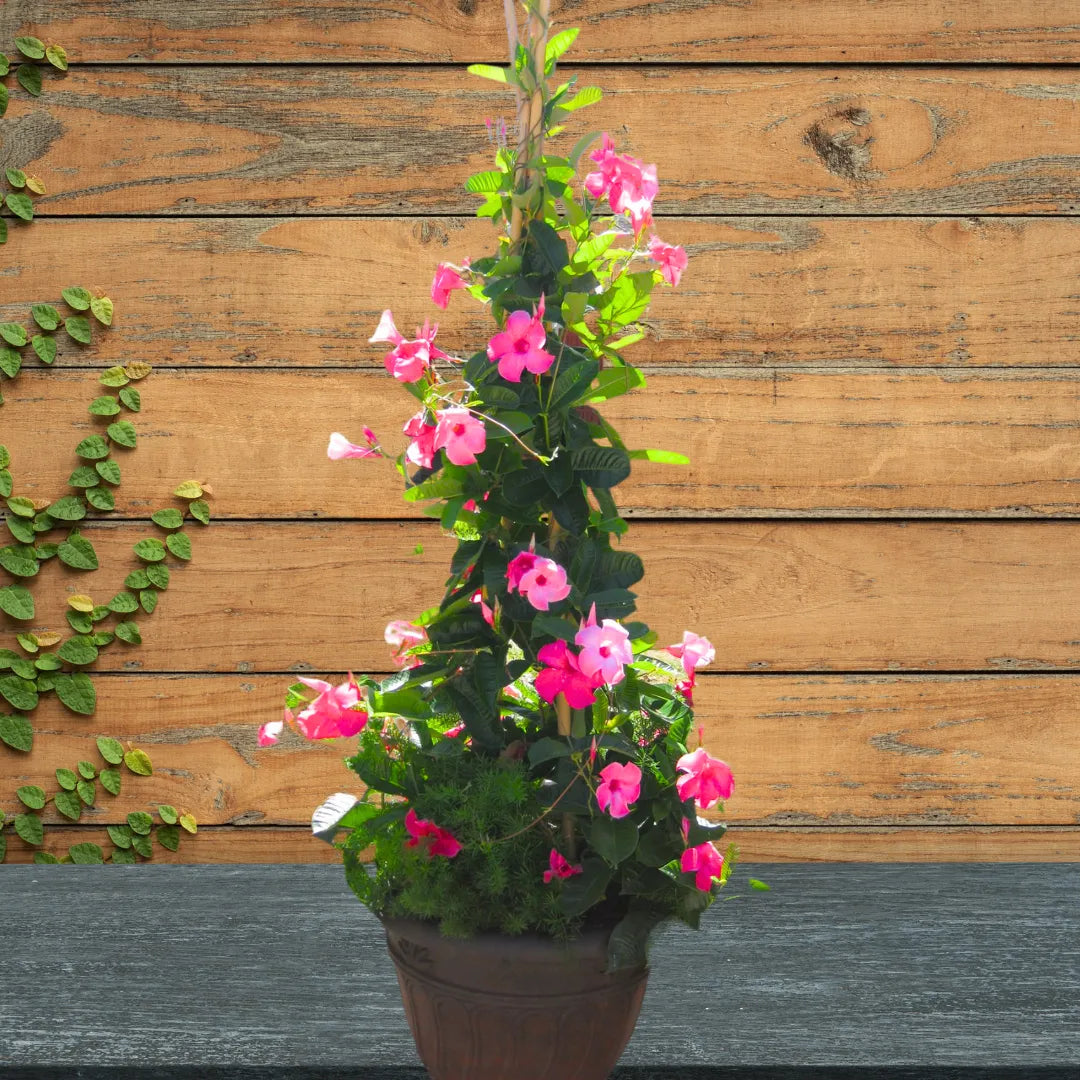 Buy Mandevilla Plant "Pink Color" Online at Lalitenterprise