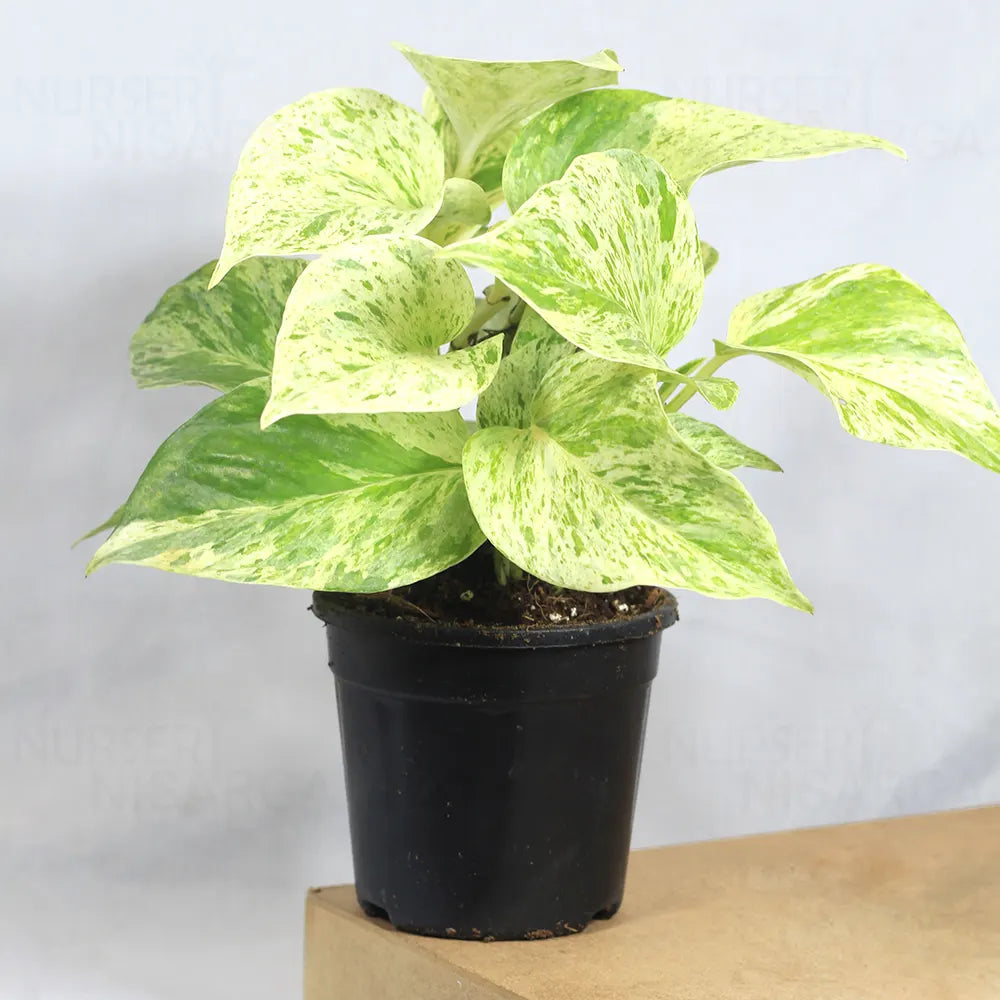 money plant marble queen Marble Queen Pothos