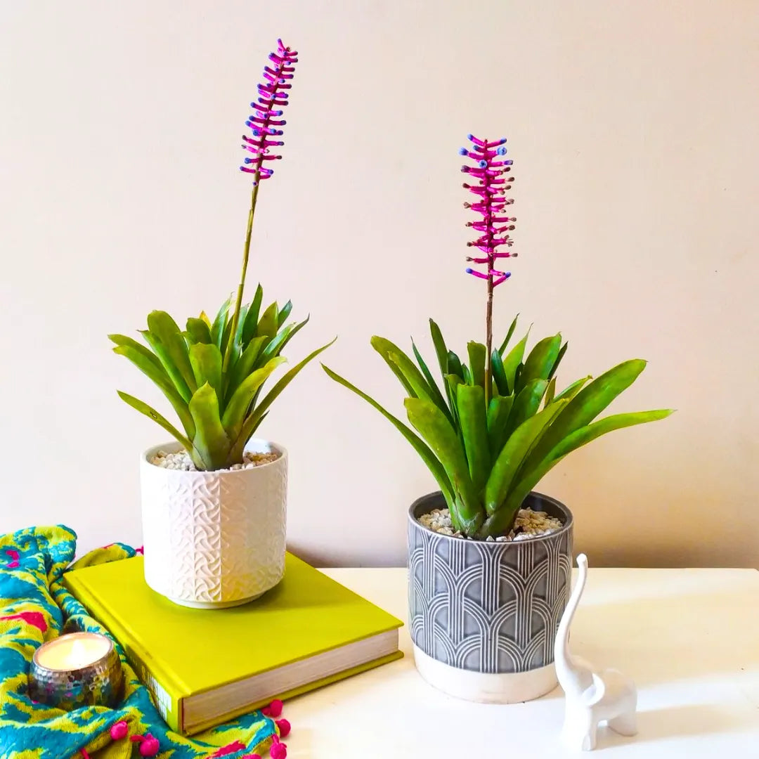 Buy Matchstick Bromeliad (Aechmea Gamosepala) – Plant Online at Lalitenterprise