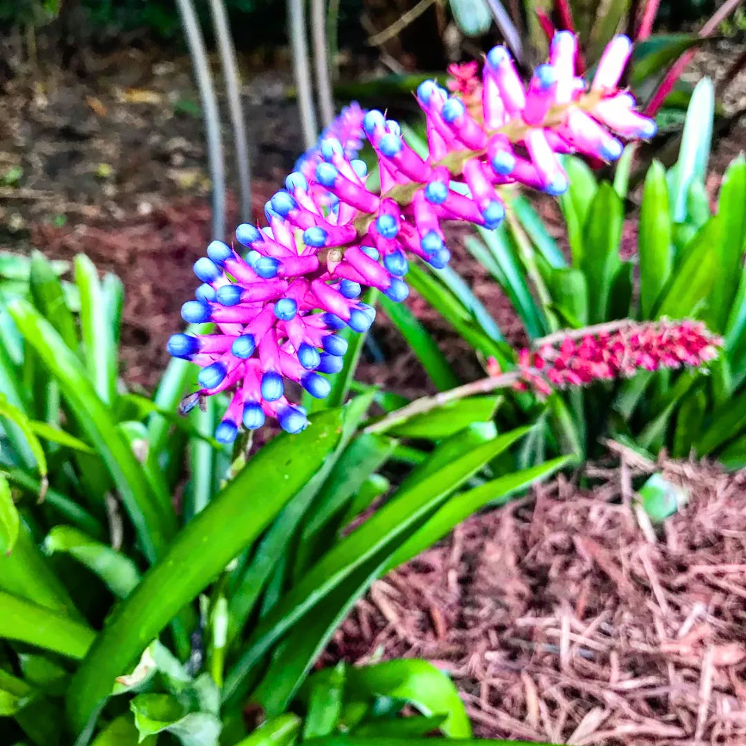 Buy Matchstick Bromeliad (Aechmea Gamosepala) – Plant Online at Lalitenterprise