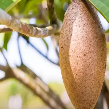 Buy Maxican Banana Chiku (Manilkara Zapota) - Plant Online at Lalitenterprise