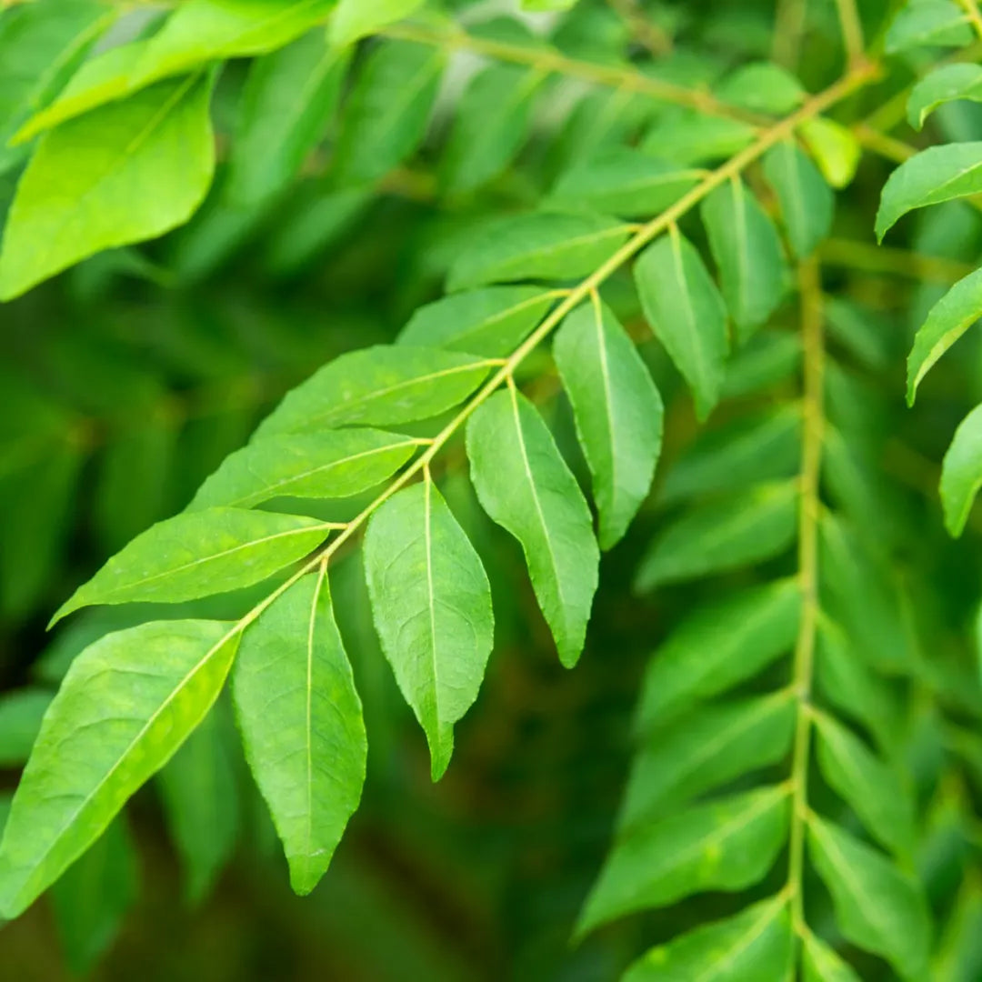 Buy Murraya Koenigii - Plant Online at Lalitenterprise