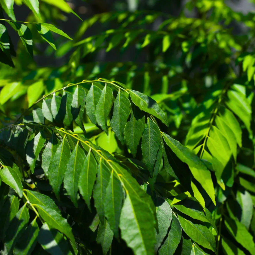 Buy Curry Leaf - Plant Online at Lalitenterprise